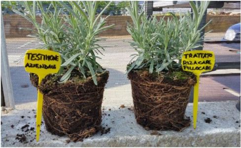 Lavanda in vaso in coltura protetta